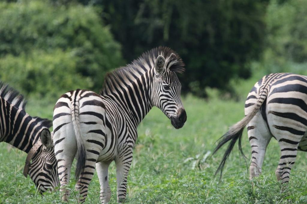The Residence Villa Chobe Kasane Luaran gambar
