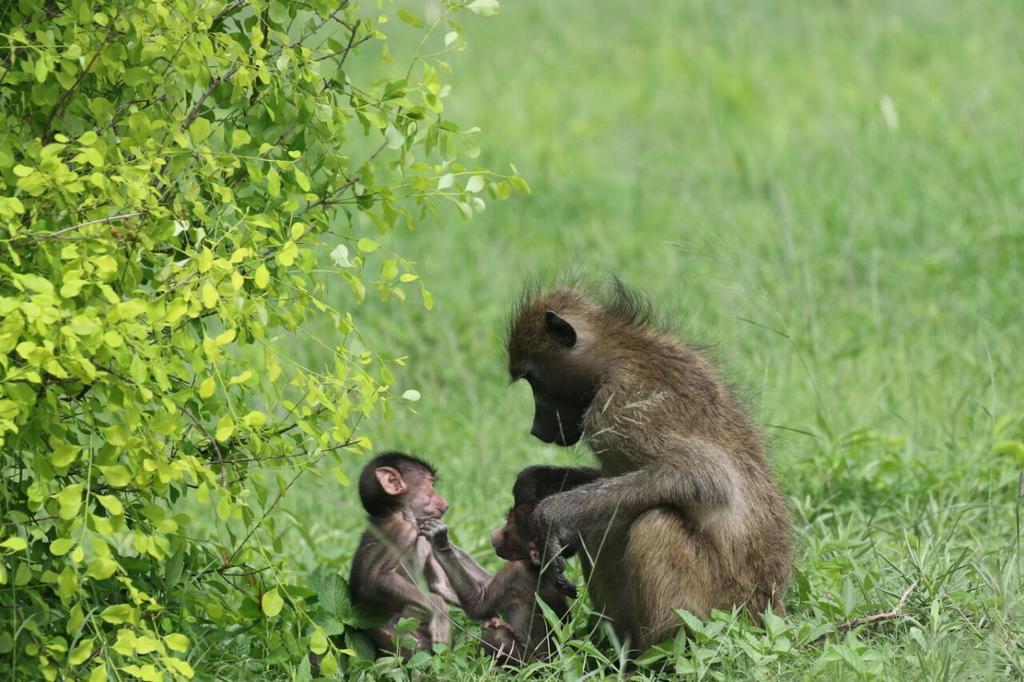 The Residence Villa Chobe Kasane Luaran gambar