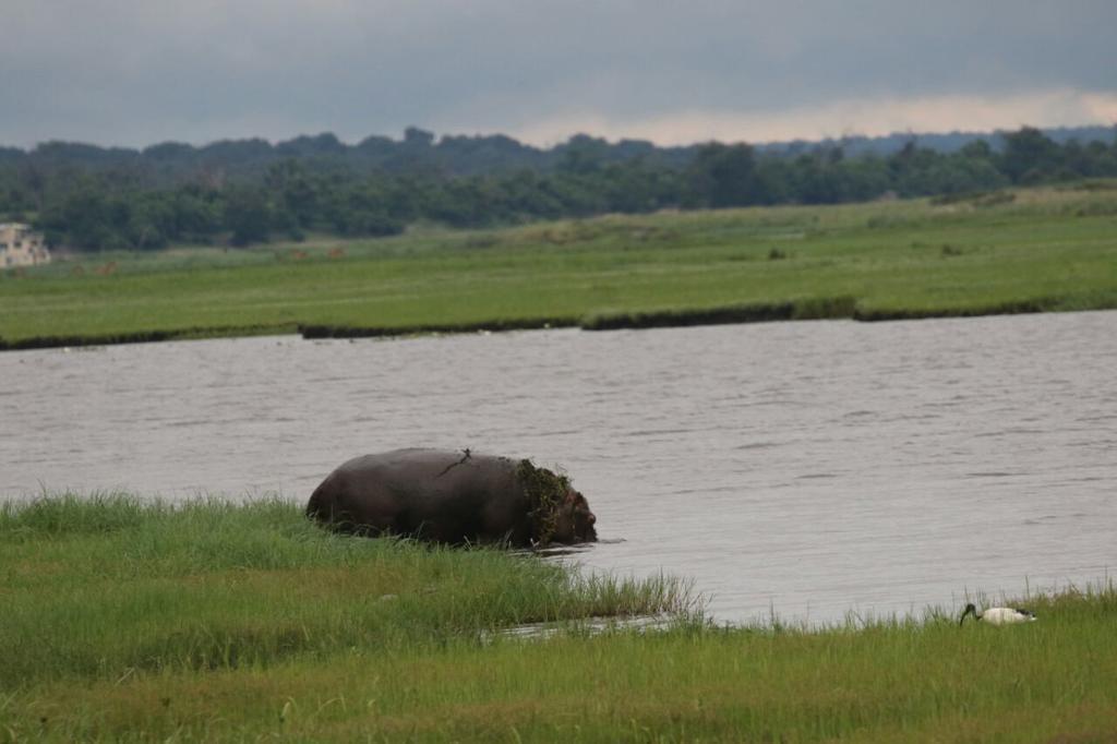 The Residence Villa Chobe Kasane Luaran gambar