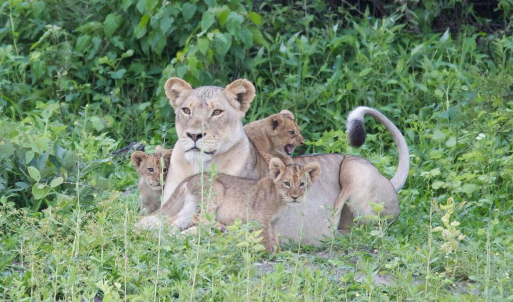 The Residence Villa Chobe Kasane Luaran gambar